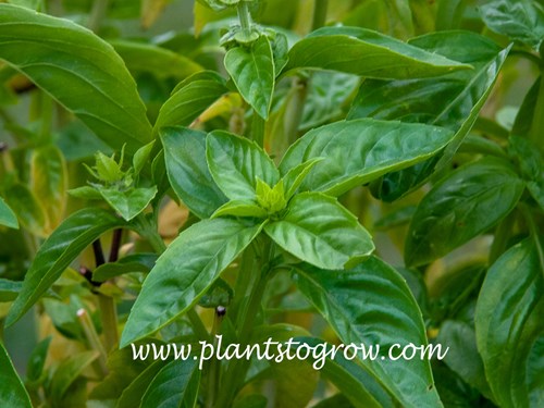 Basil (Ocimum basilicum)